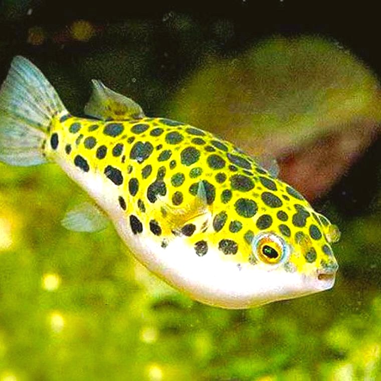 Congo Puffer