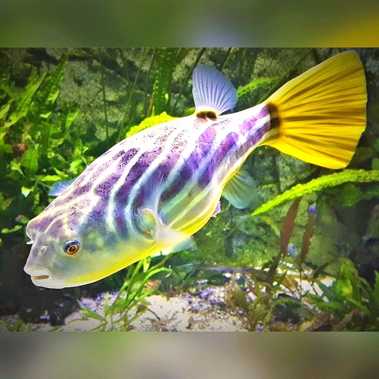 Fahaka Puffer