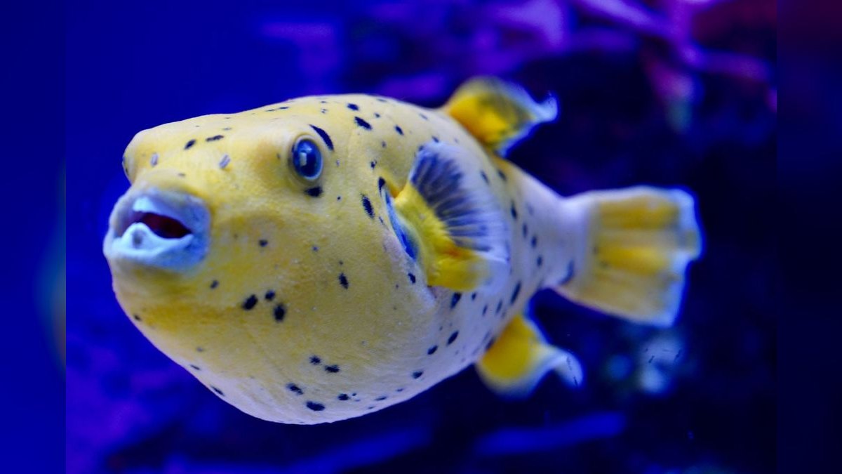 Top 10 Freshwater Pufferfish for Species-Only Tanks — figure 1