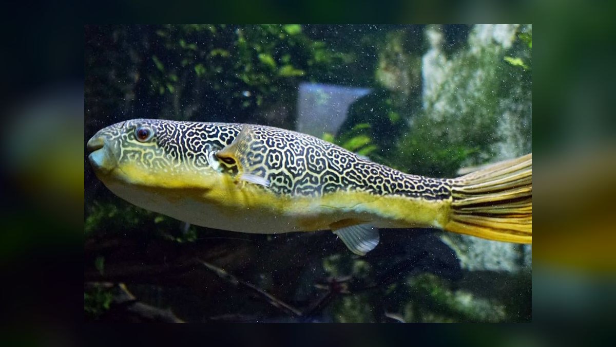 Top 10 Freshwater Pufferfish for Species-Only Tanks in 2027 — figure 10