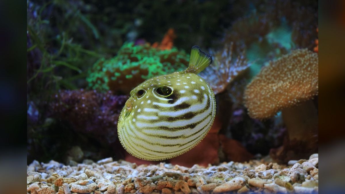 Top 10 Freshwater Pufferfish for Species-Only Tanks — figure 3