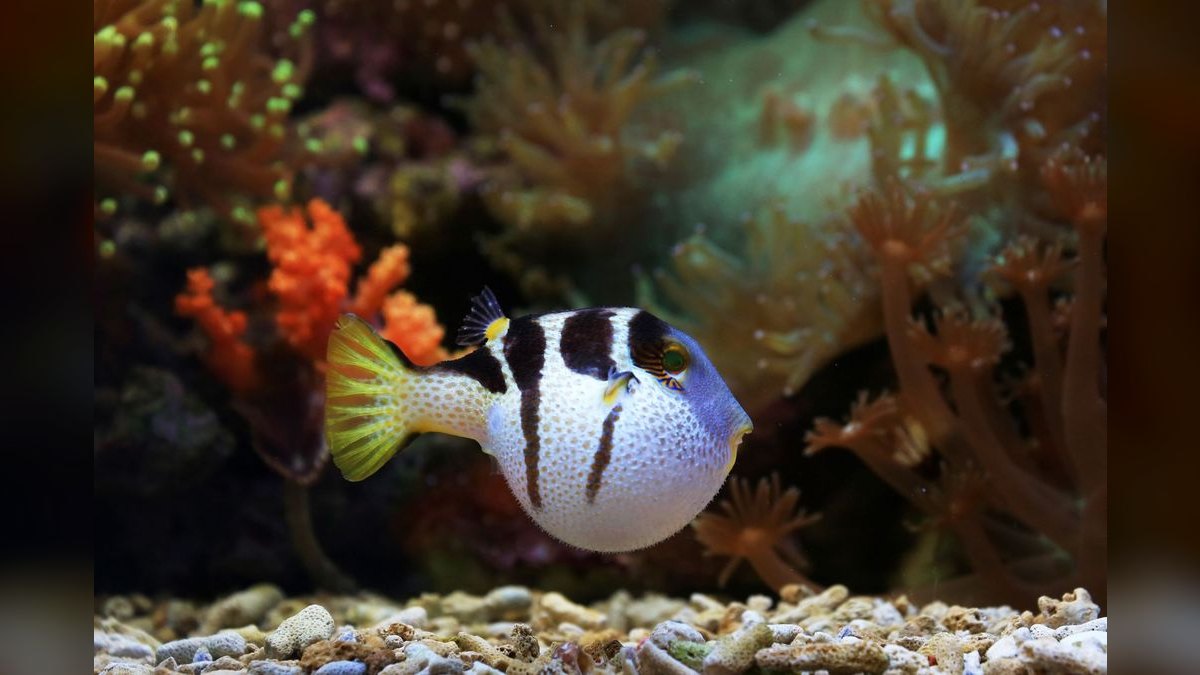 Top 10 Freshwater Pufferfish for Species-Only Tanks — figure 4