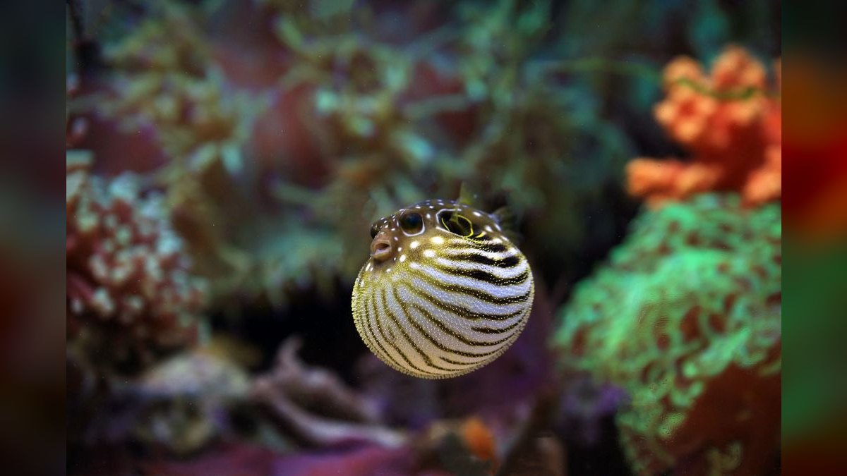 Top 10 Freshwater Pufferfish for Species-Only Tanks — figure 5