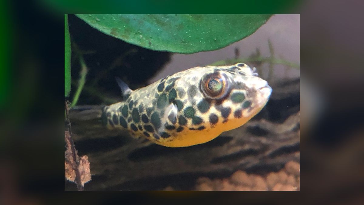 Top 10 Freshwater Pufferfish for Species-Only Tanks in 2027 — figure 7