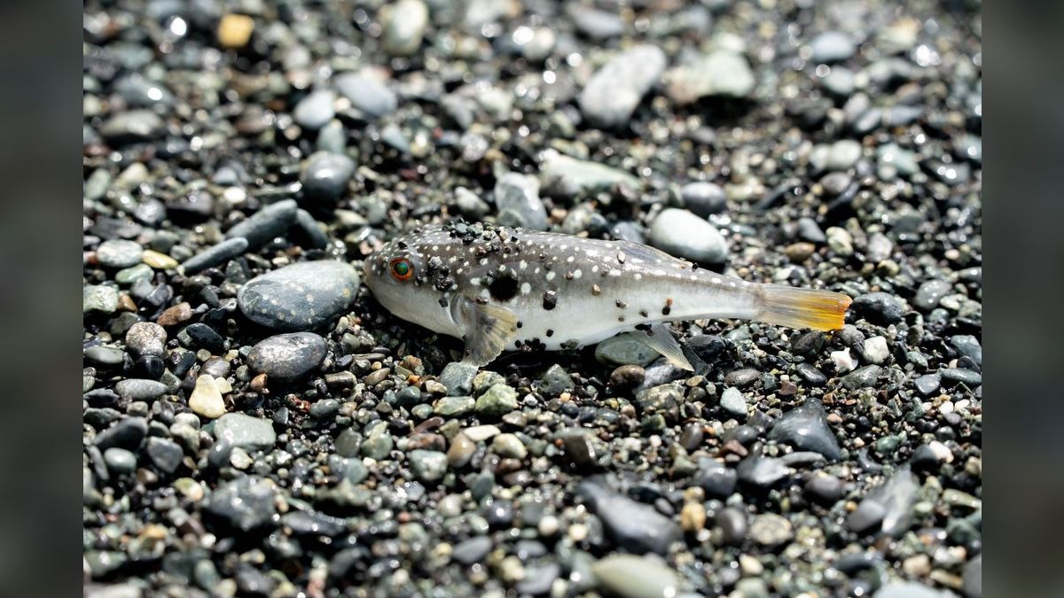 Top 10 Freshwater Pufferfish for Species-Only Tanks in 2027