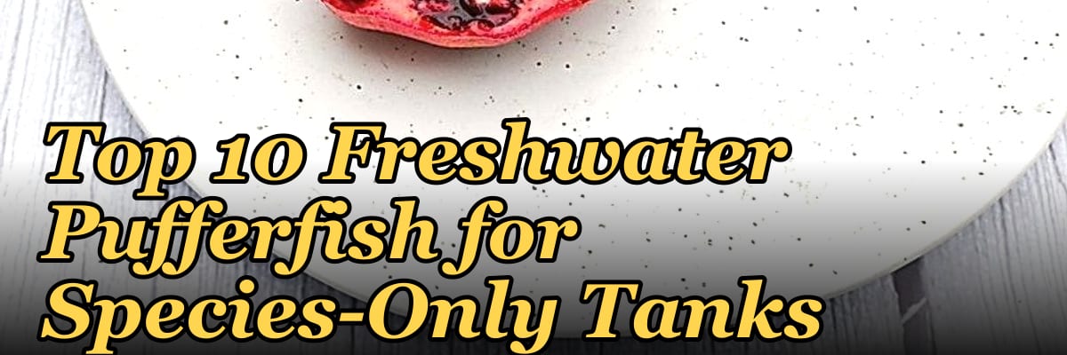 Top 10 Freshwater Pufferfish for Species-Only Tanks