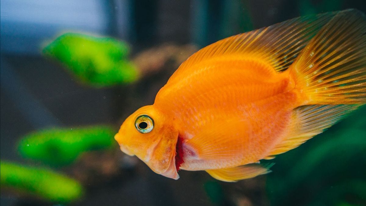 Top 10 Aquarium Lid and Cover Options for Jumping Fish in 2027