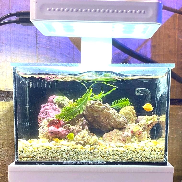 Tampa Bay Saltwater (TBS)