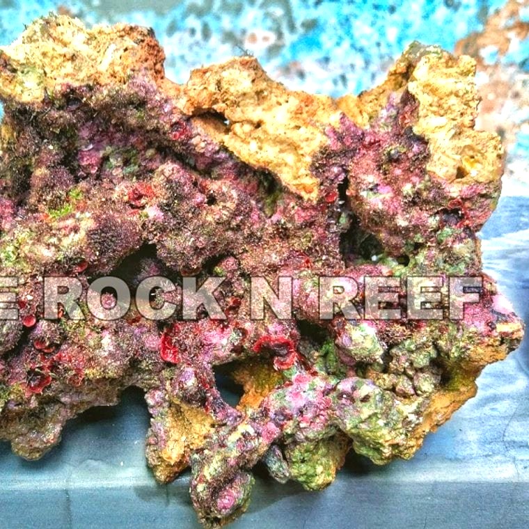 Fiji Premium Live Rock