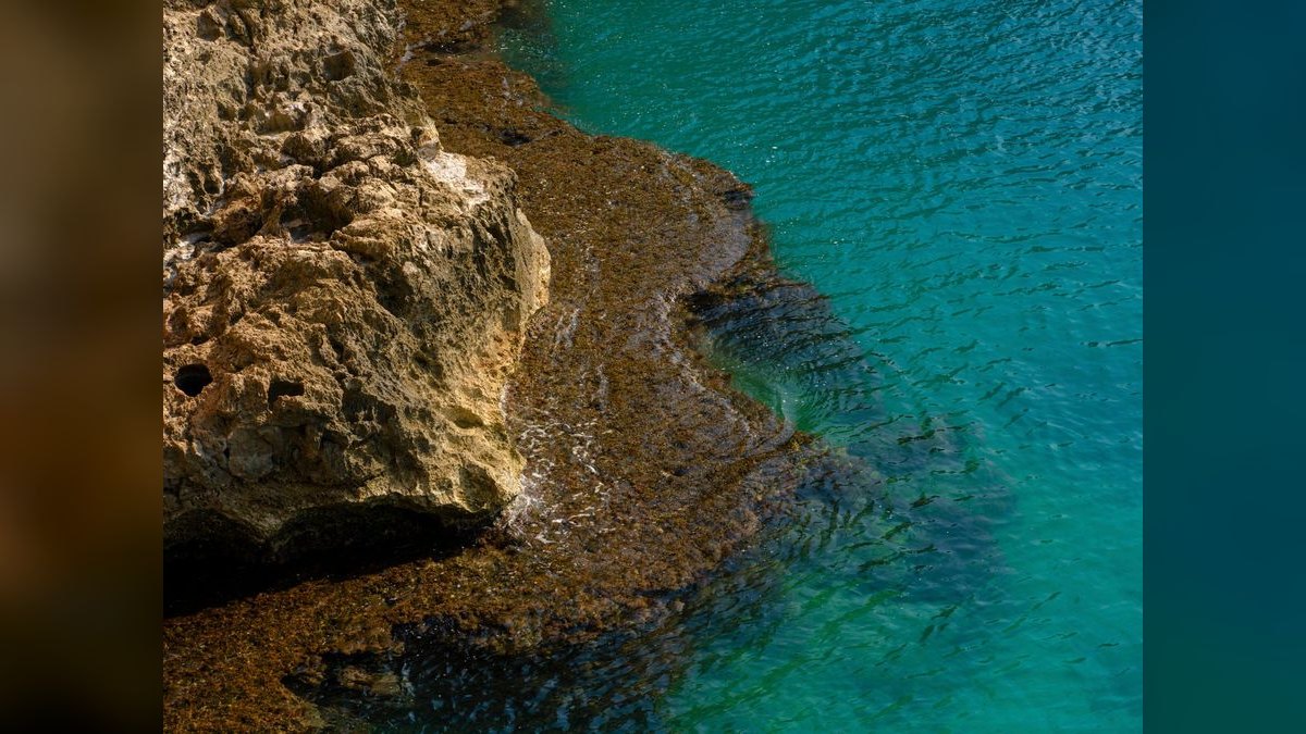 Top 10 Live Rock Sources for Curing and Aquascaping — figure 2