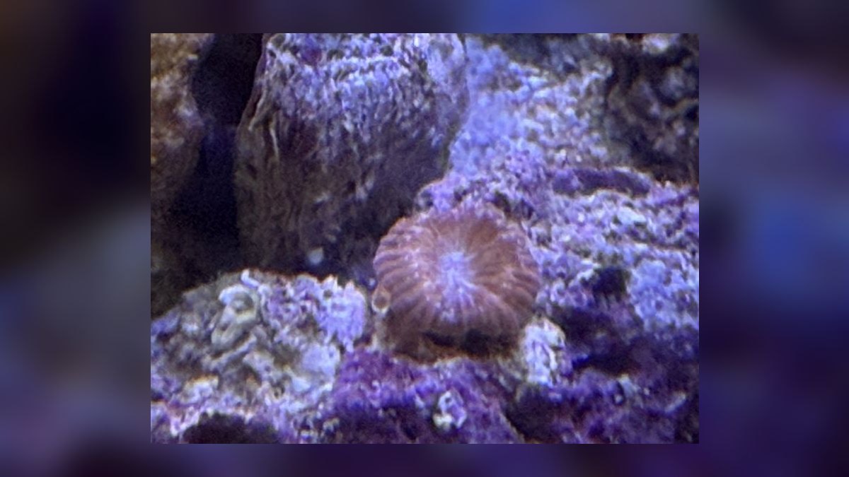 Top 10 Live Rock Sources for Curing and Aquascaping in 2027 — figure 7