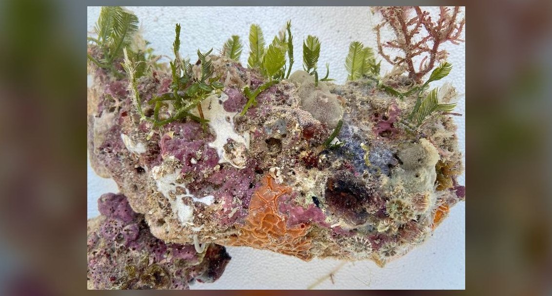 Top 10 Live Rock Sources for Curing and Aquascaping in 2027