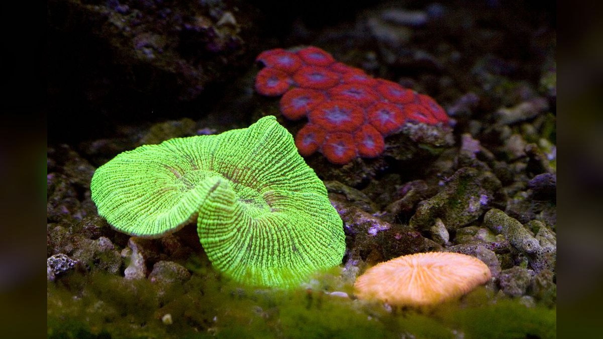 Top 10 Aquarium Bacteria Starters for Cycle Acceleration — figure 5