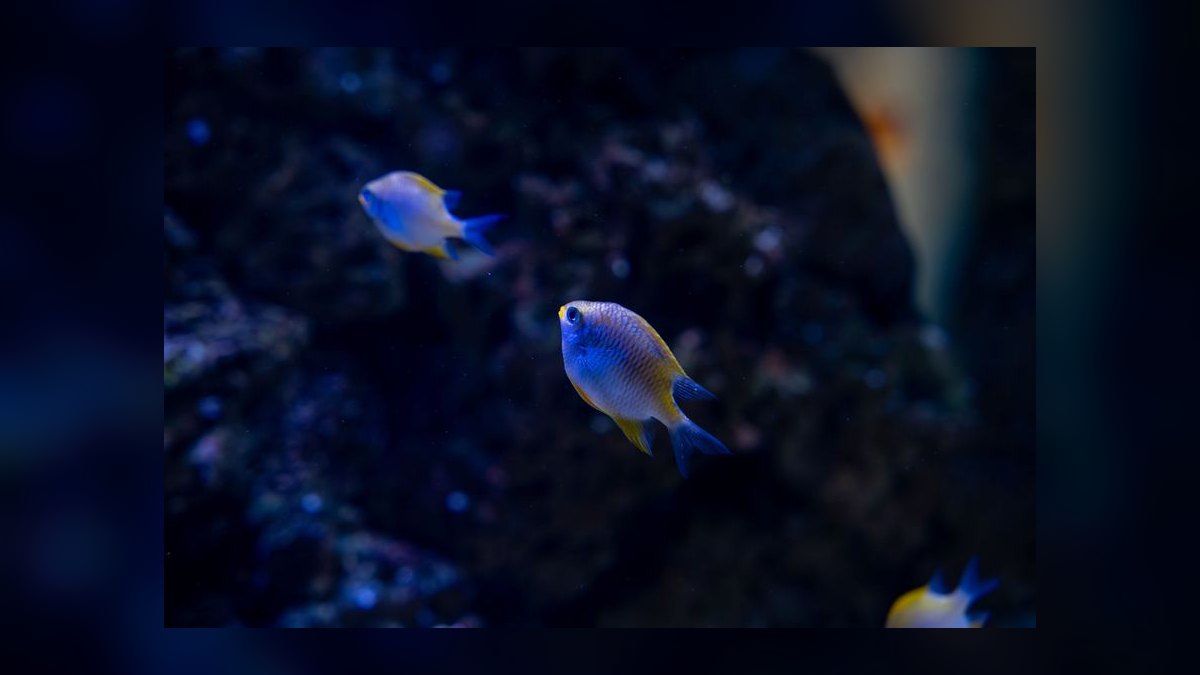 Top 10 Aquarium Bacteria Starters for Cycle Acceleration in 2027 — figure 7
