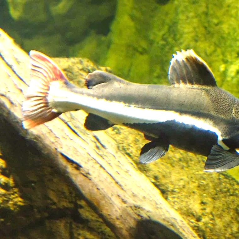 Redtail Catfish