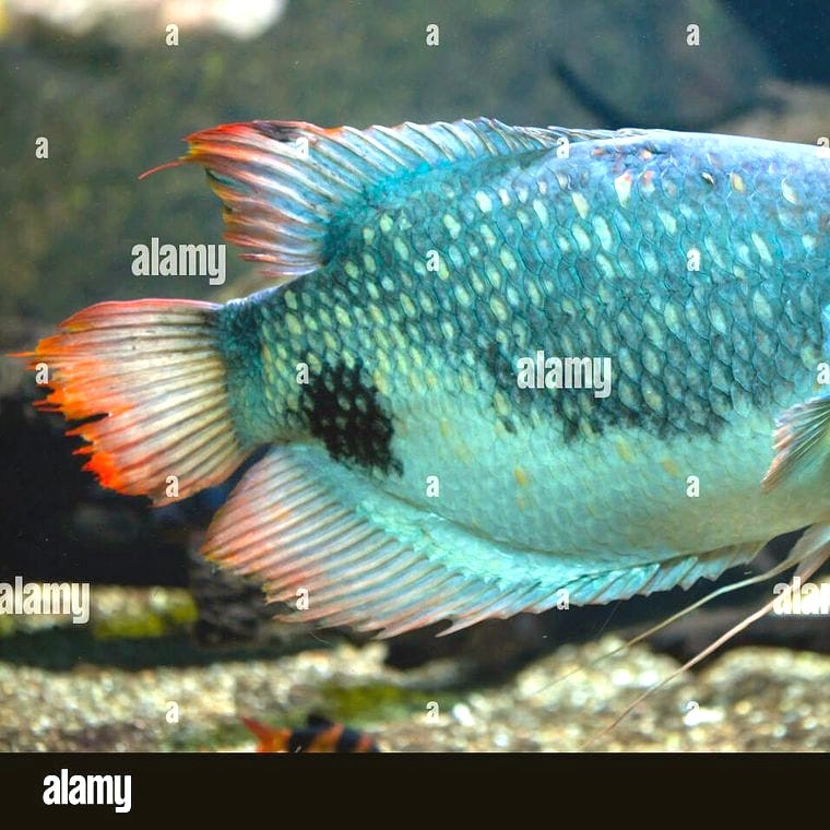 Giant Gourami (*Osphronemus goramy*)