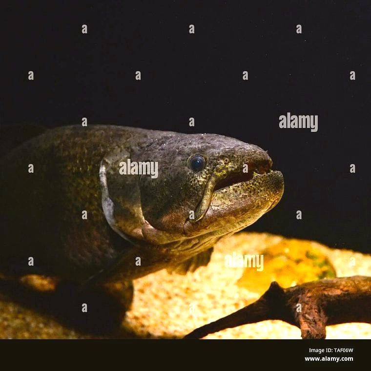 Wolf Fish (*Hoplias malabaricus*)