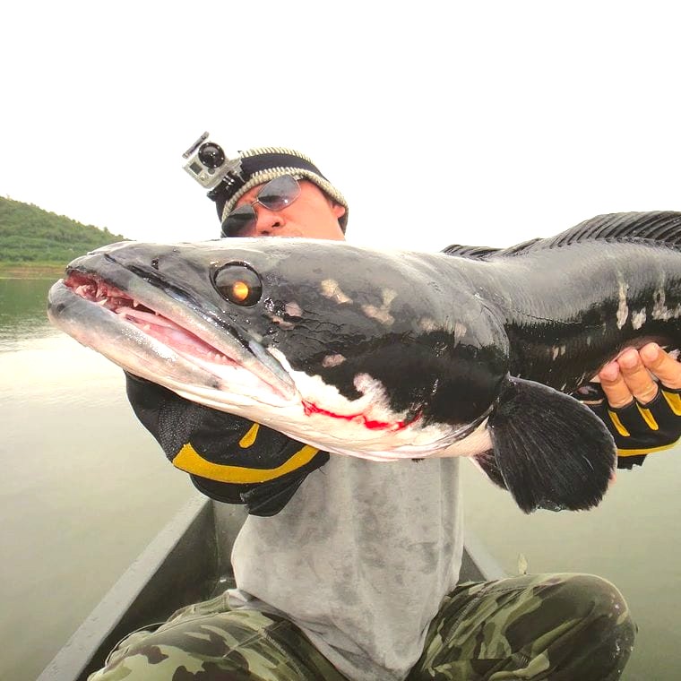 giant snakehead fish