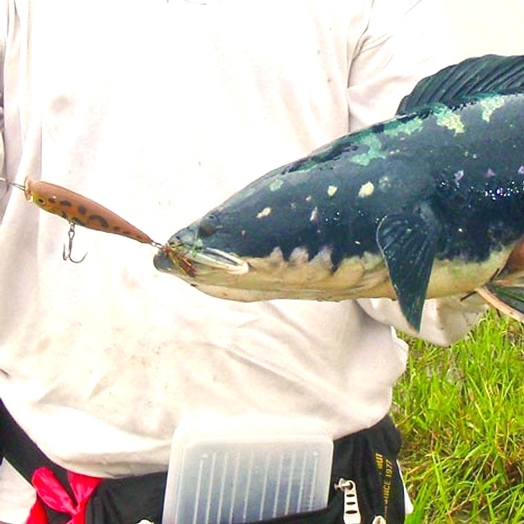 Giant Snakehead (*Channa micropeltes*)