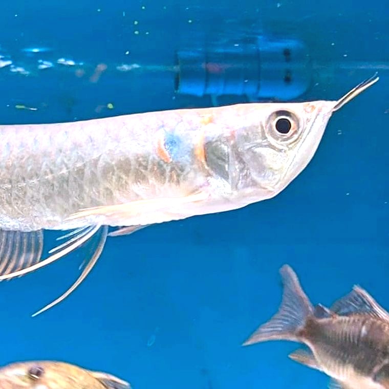 Arowana (Asian or Silver)