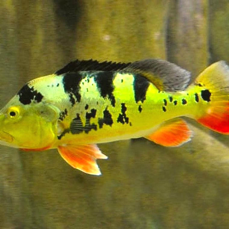 Peacock Bass (*Cichla* species)