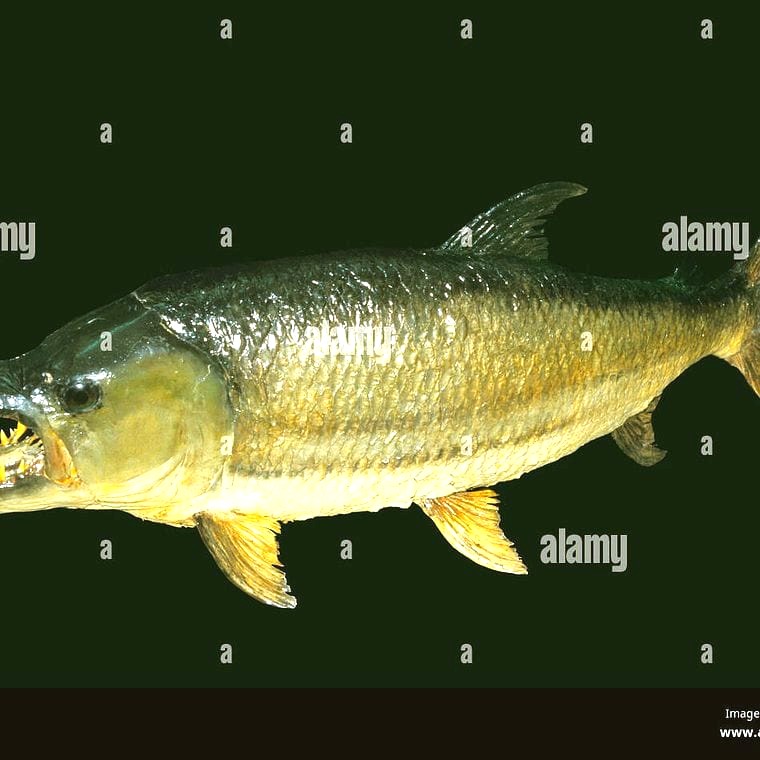Goliath Tigerfish (*Hydrocynus goliath*)