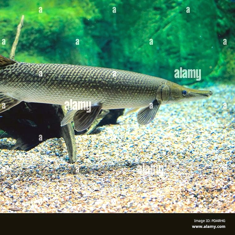 Alligator Gar (*Atractosteus spatula*)