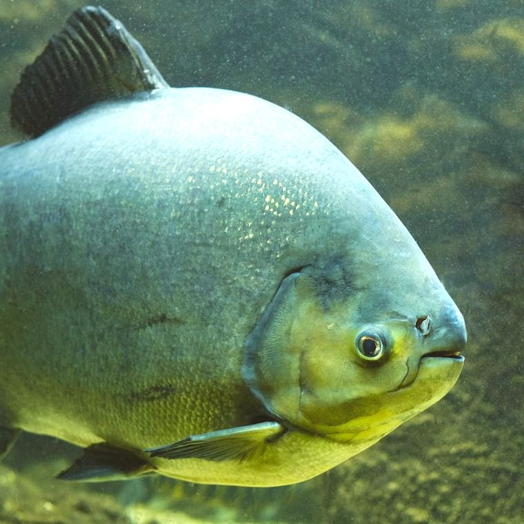 Pacu (*Piaractus brachypomus*)