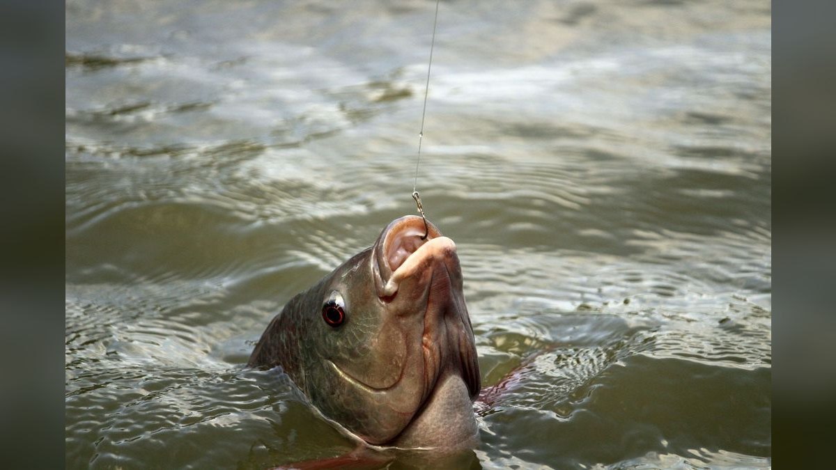 Top 10 Carnivorous Freshwater Fish for Large Tanks (200+ Gallons) — figure 1