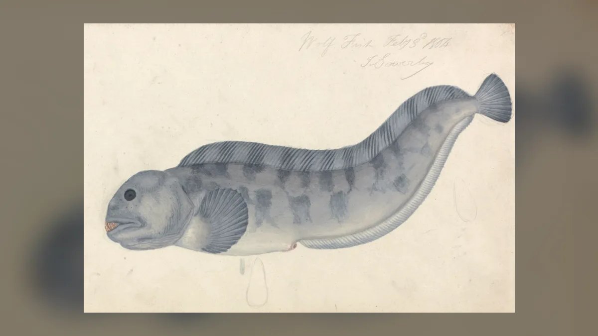 Top 10 Carnivorous Freshwater Fish for Large Tanks (200+ Gallons) in 2027 — figure 10