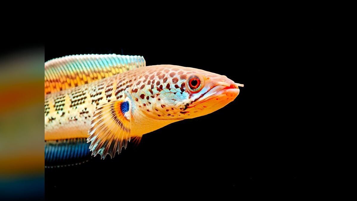 Top 10 Carnivorous Freshwater Fish for Large Tanks (200+ Gallons) — figure 2