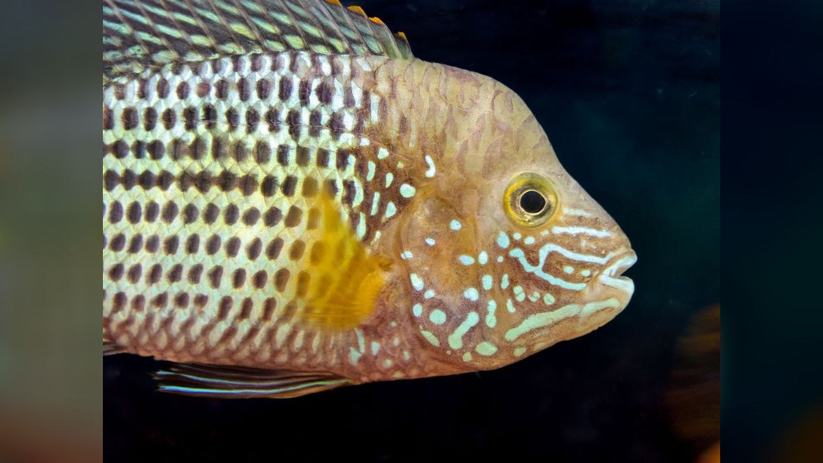 Top 10 Carnivorous Freshwater Fish for Large Tanks (200+ Gallons) — figure 3