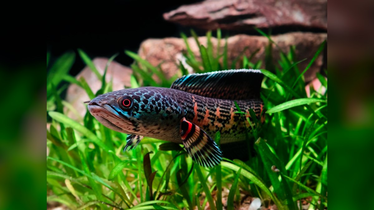 Top 10 Carnivorous Freshwater Fish for Large Tanks (200+ Gallons) — figure 4