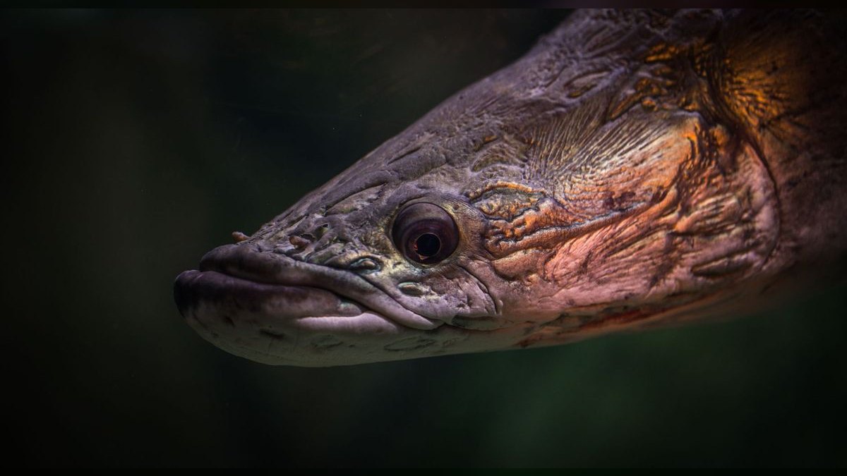 Top 10 Carnivorous Freshwater Fish for Large Tanks (200+ Gallons) — figure 5