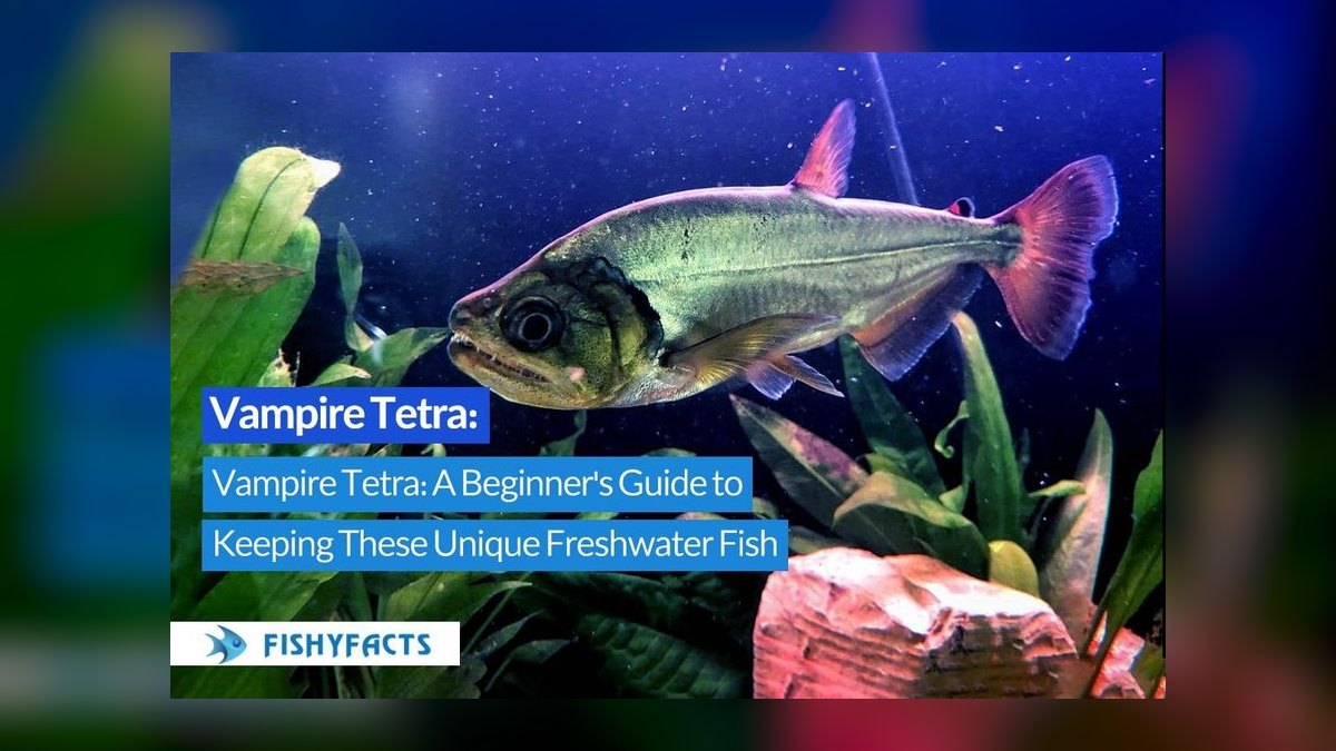 Top 10 Carnivorous Freshwater Fish for Large Tanks (200+ Gallons) in 2027 — figure 8