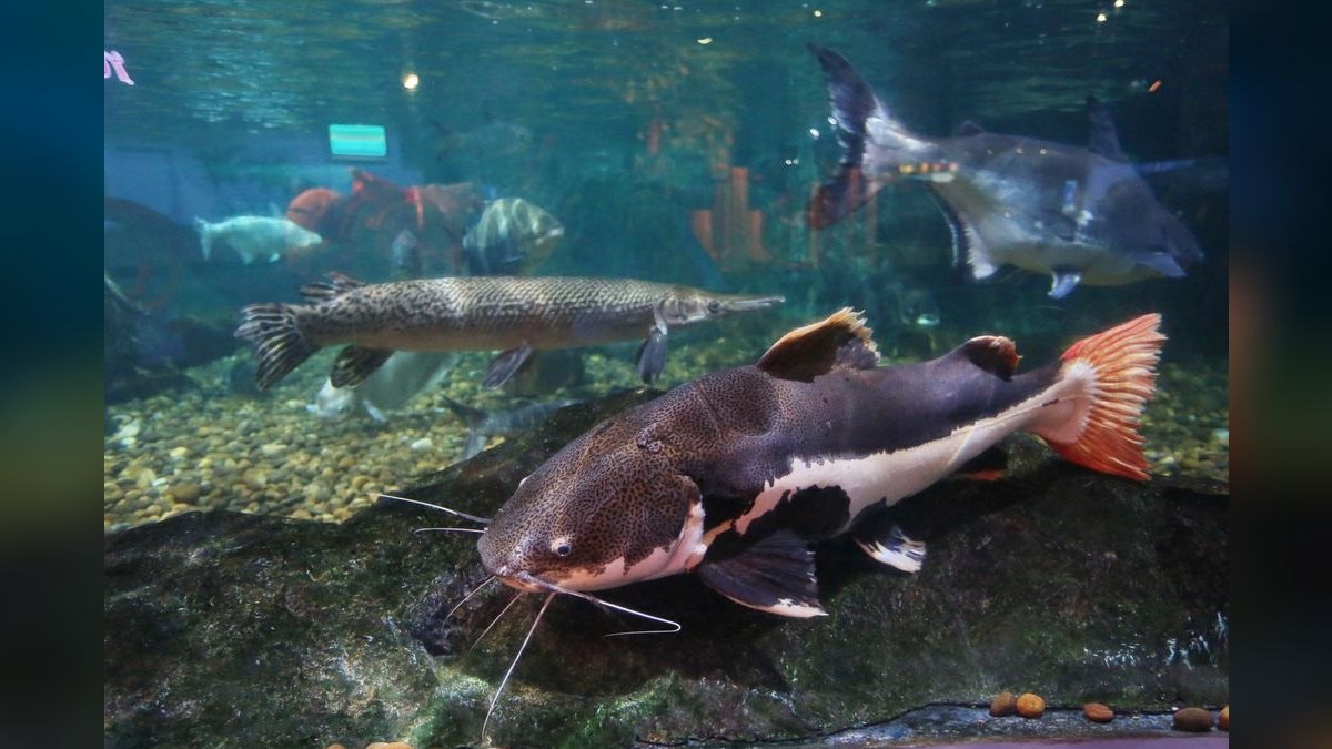 Top 10 Carnivorous Freshwater Fish for Large Tanks (200+ Gallons) in 2027