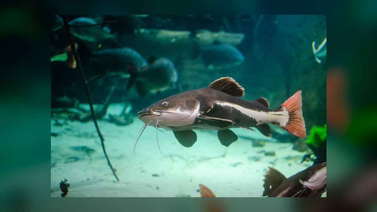 Top 10 Carnivorous Freshwater Fish for Large Tanks (200+ Gallons) in 2027