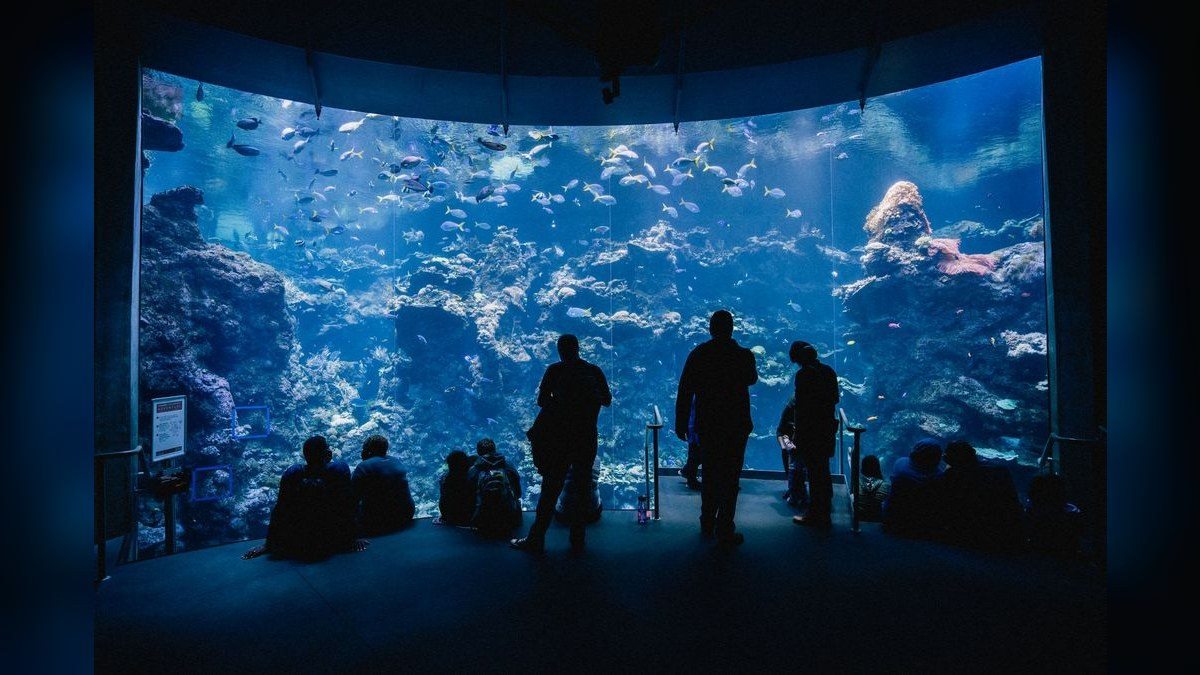 Top 10 Aquarium Silicone Sealants for DIY Repairs in 2027