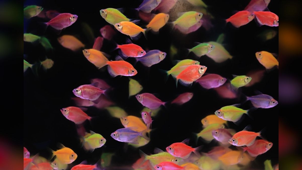 Top 10 Aquarium Heaters for Freshwater Tanks Under 50 Gallons — figure 1