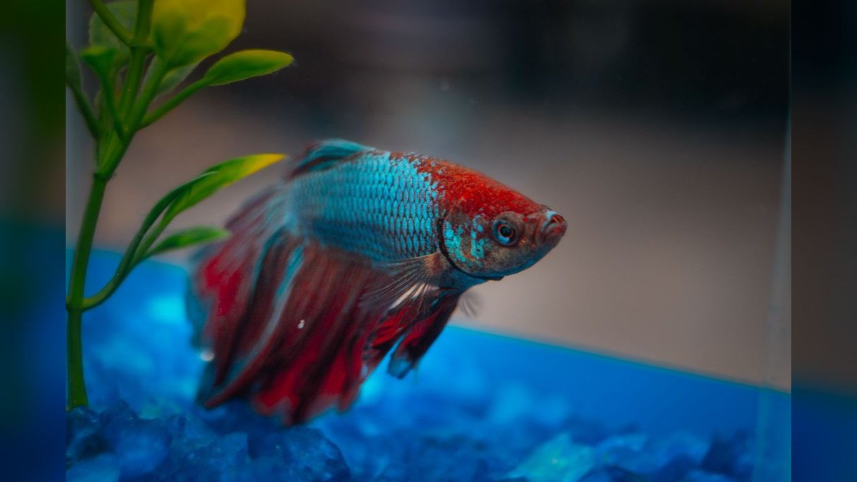 Top 10 Aquarium Heaters for Freshwater Tanks Under 50 Gallons — figure 5