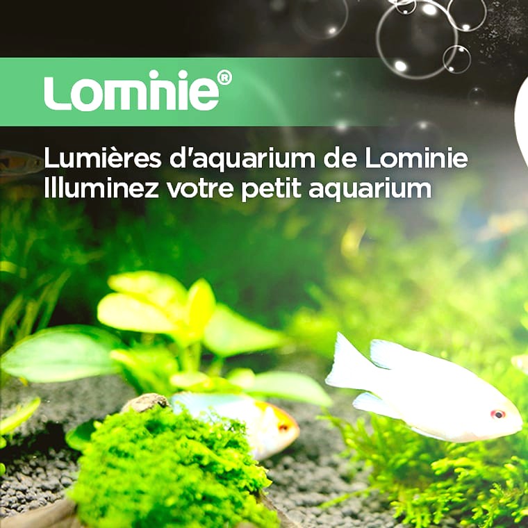 Lominie F20