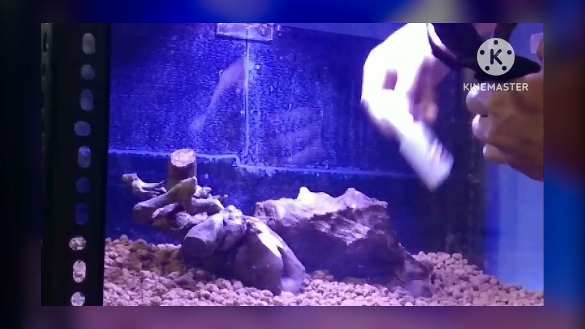 Top 10 Substrate Options for Caridina Shrimp Tanks in 2027 — figure 2