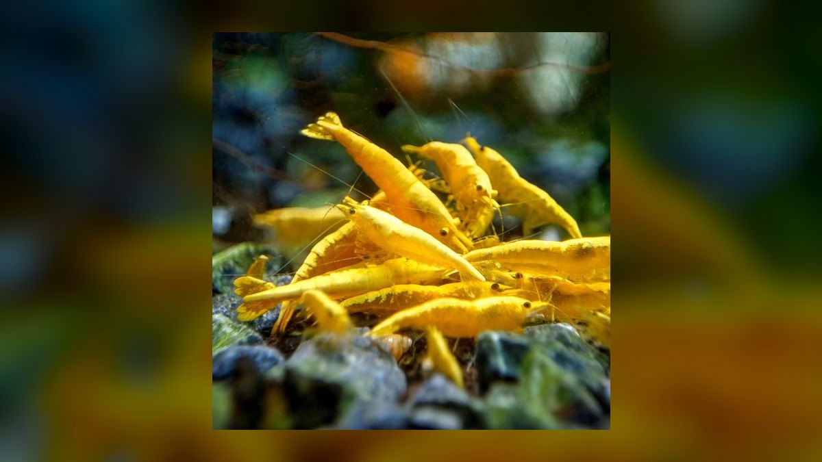 Top 10 Substrate Options for Caridina Shrimp Tanks in 2027 — figure 9