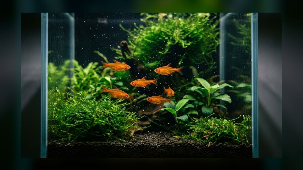 Top 10 Nano Fish Species for 10-Gallon Planted Aquariums — figure 1