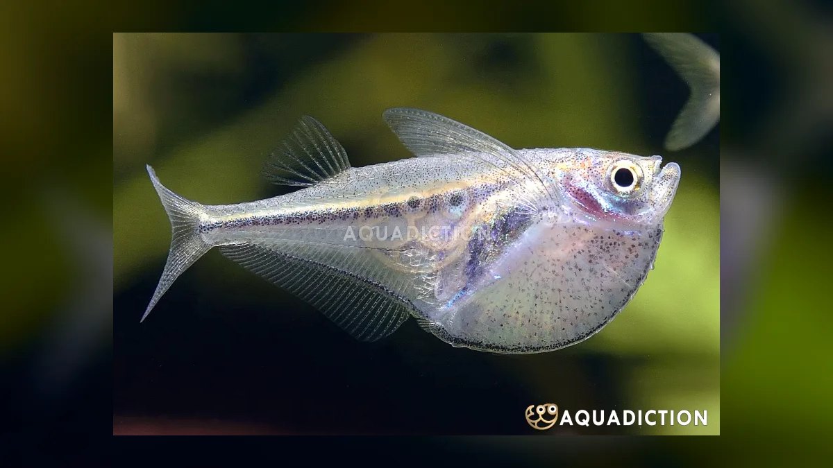 Top 10 Nano Fish Species for 10-Gallon Planted Aquariums — figure 10
