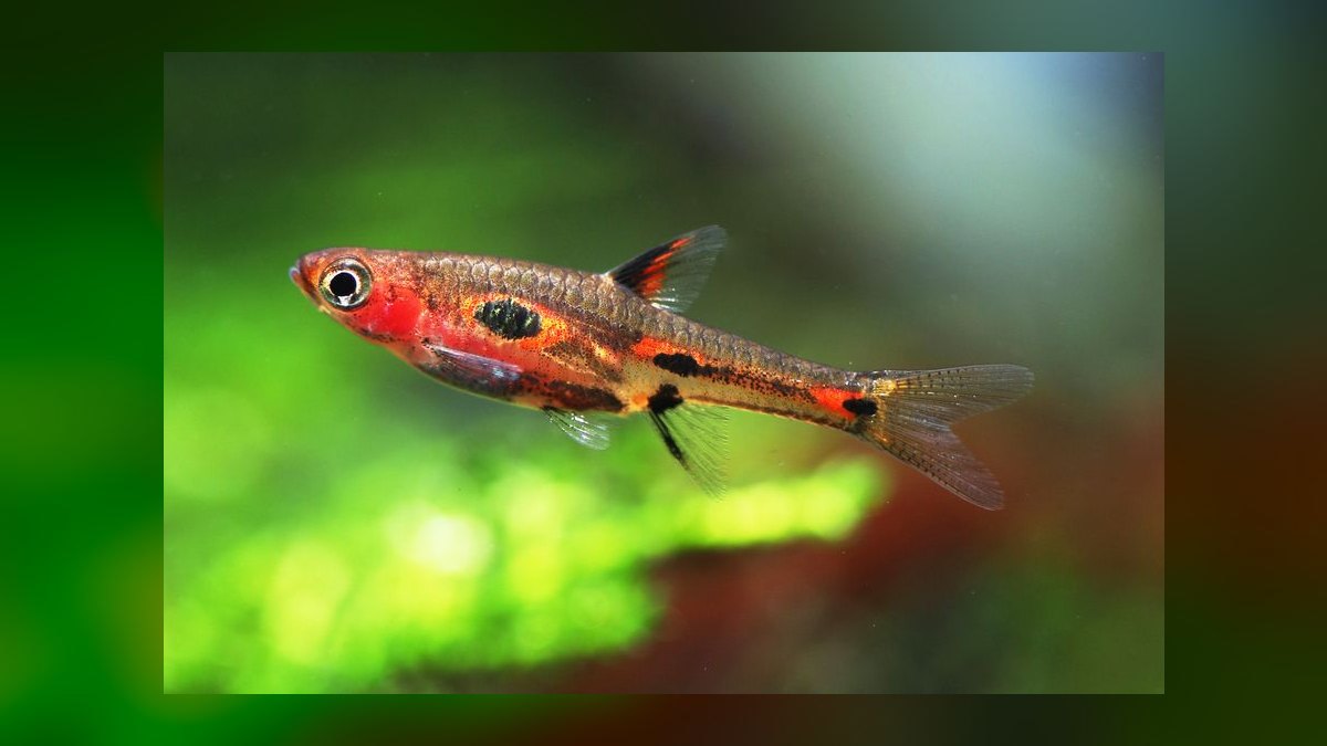 Top 10 Nano Fish Species for 10-Gallon Planted Aquariums — figure 4