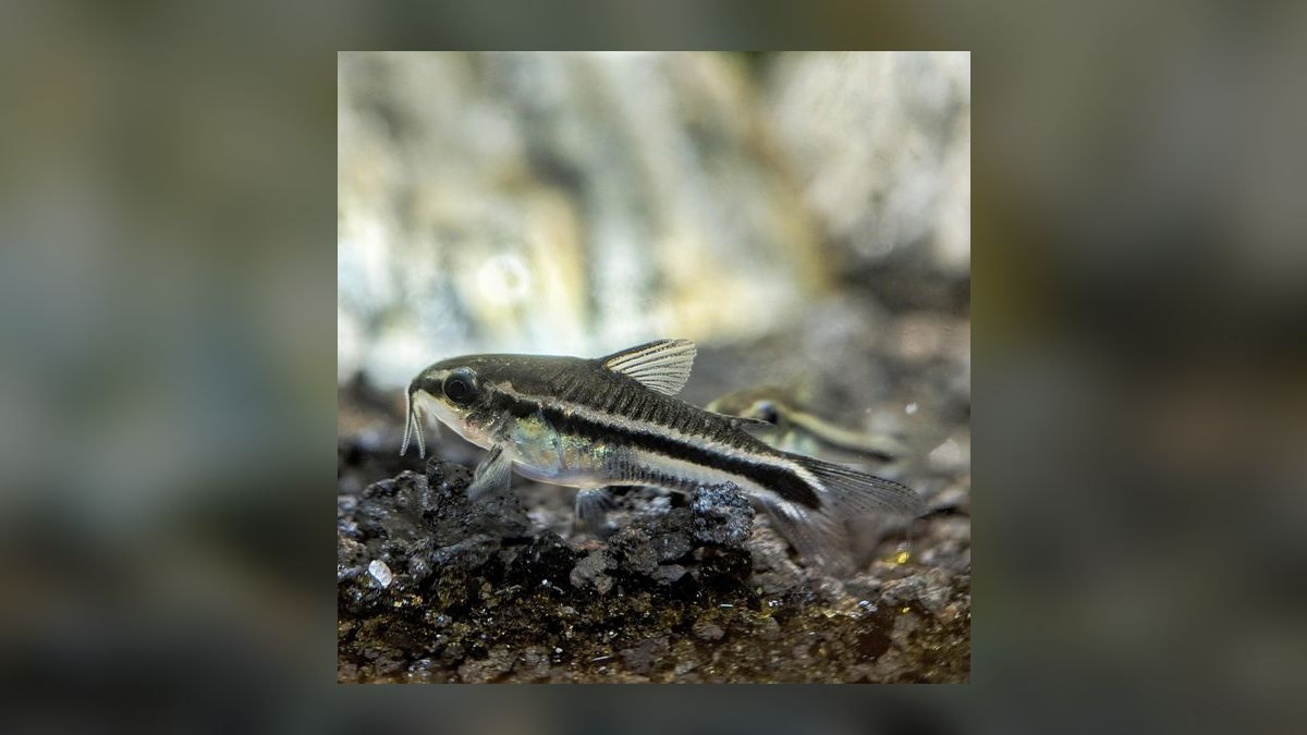 Top 10 Nano Fish Species for 10-Gallon Planted Aquariums — figure 6