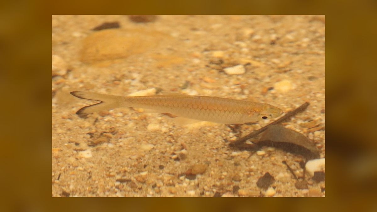 Top 10 Nano Fish Species for 10-Gallon Planted Aquariums — figure 7