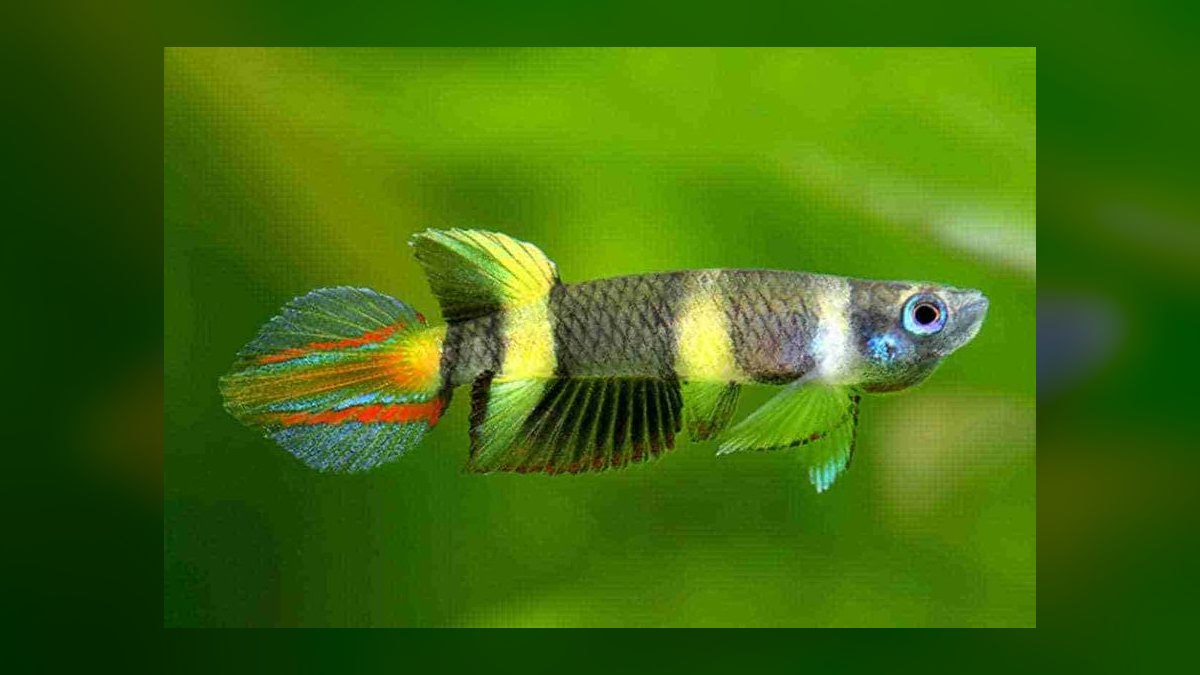 Top 10 Nano Fish Species for 10-Gallon Planted Aquariums — figure 8