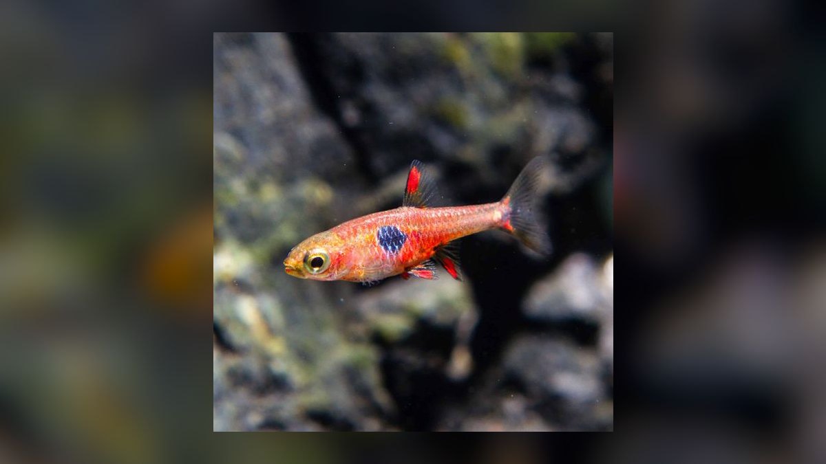 Top 10 Nano Fish Species for 10-Gallon Planted Aquariums — figure 9